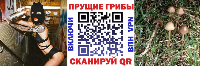 Галлюциногенные грибы MAGIC MUSHROOMS  Егорьевск 